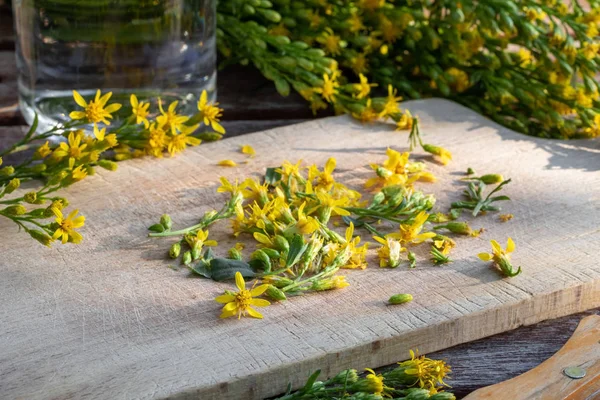 Beredning av tinktur från Europeiska Goldenrod blommor — Stockfoto
