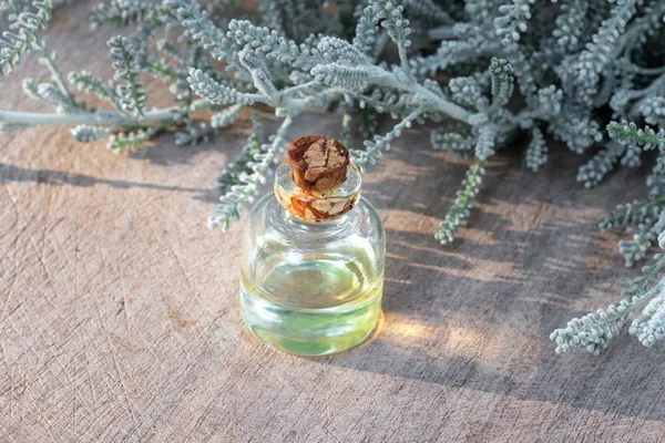 En flaske æterisk olie med frisk Santolina chamaecyparissus - Stock-foto