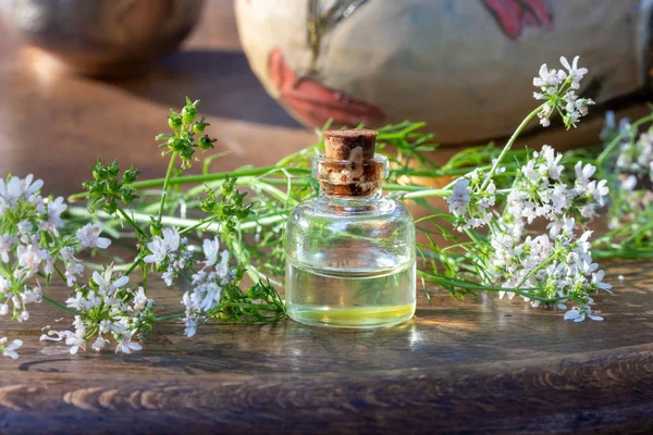 A bottle of coriander essential oil with blooming cilantro plant