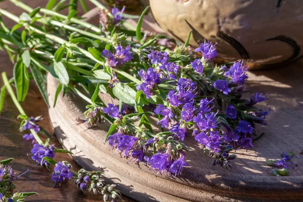 Fresh blooming hyssop twigs on a table — Stock Photo, Image