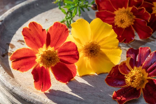 Blommande Tagetes patula plant på ett bord — Stockfoto