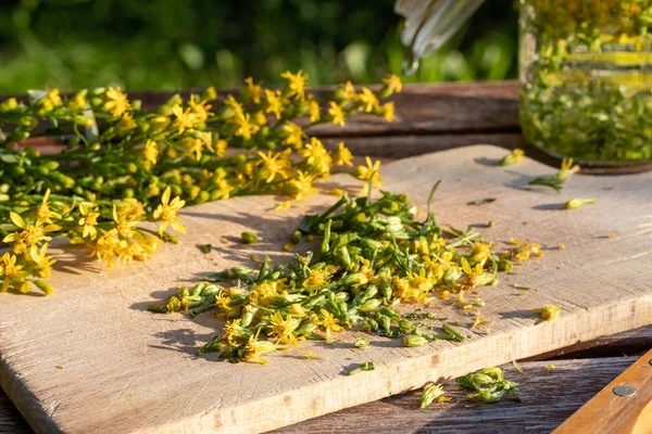 Preparation of tincture from European goldenrod plant — Stock Photo, Image