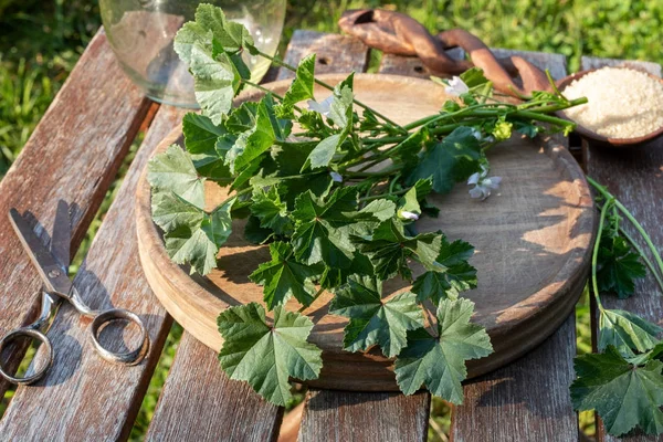 Preparation of mallow syrup from Malva neglecta plant — Stock Photo, Image