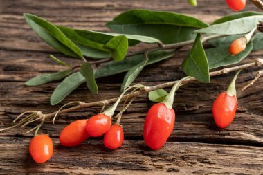 Masada yaprakları olan taze kurt üzümü.