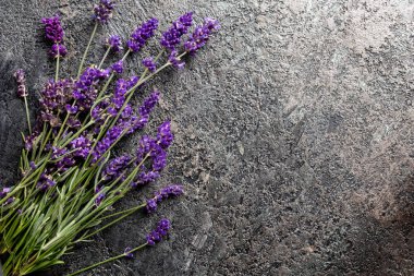 Koyu arkaplanda kopyalama alanı olan lavanta dalları