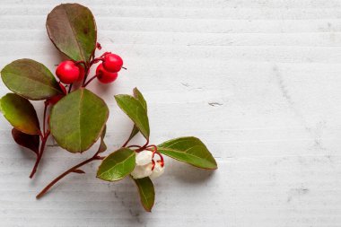 Beyaz arka planda taze keklik üzümü bitkisi