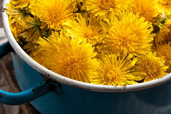 Färska Maskros Blommor Blå Kruka — Stockfoto