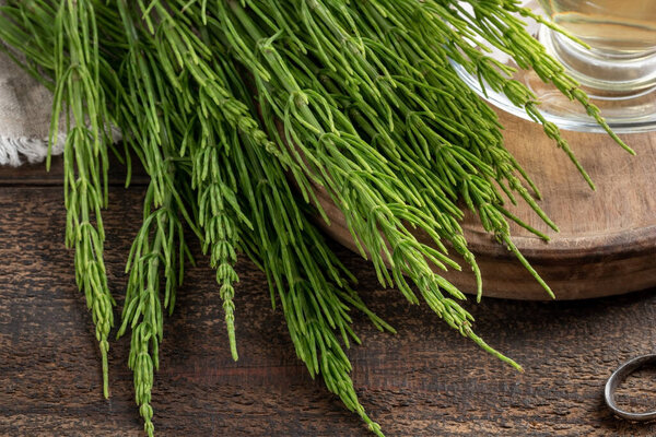 Fresh horsetail twigs on a table