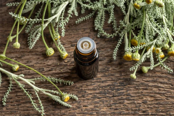 Een Donkere Fles Etherische Olie Met Frisse Bloeiende Santolina Chamaecyparissus — Stockfoto