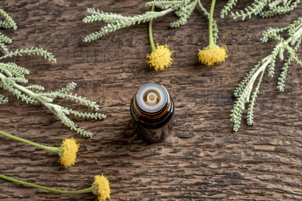 Een Donkere Fles Etherische Olie Met Verse Santolina Chamaecyparissus Plant — Stockfoto