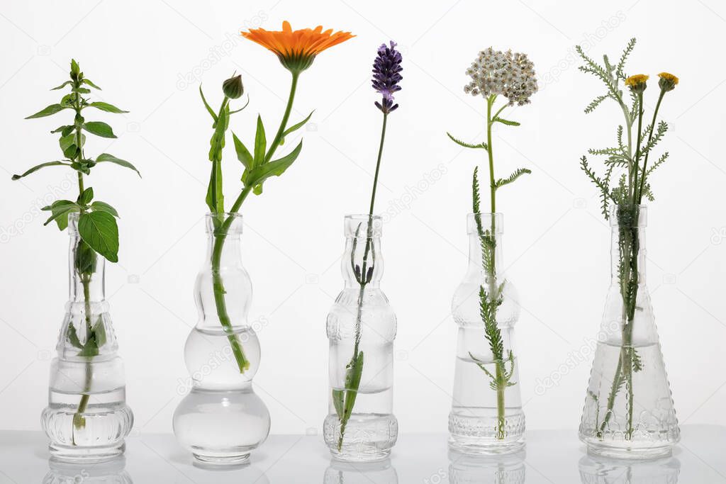 Oregano, calendula, lavender, yarrow and santolina in glass bottles on a white background