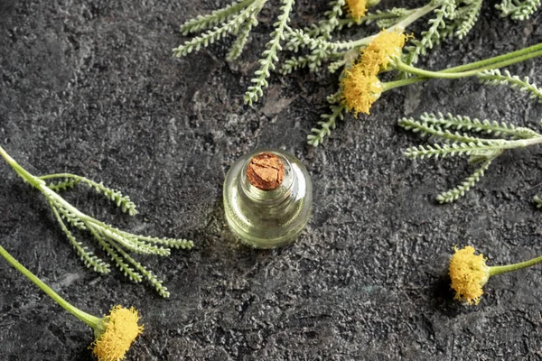Een Fles Etherische Olie Met Verse Santolina Chamaecyparissus Bloemen Een — Stockfoto