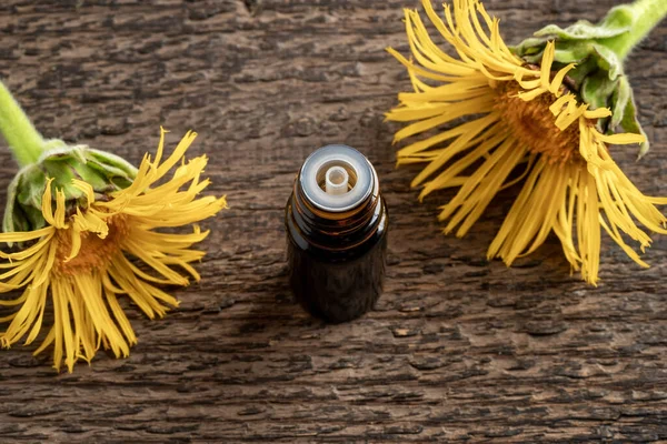 Een Donkere Fles Elecampaan Etherische Olie Met Verse Inula Helenium — Stockfoto