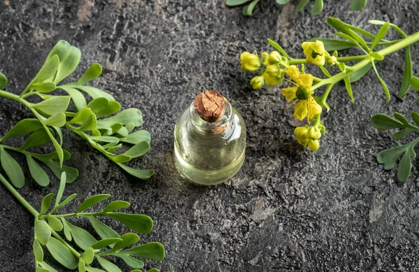 Пляшка Ефірної Олії Свіжим Цвітінням Рослини Могили Рута — стокове фото