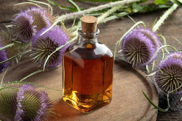 A bottle of herbal tincture with wild teasel flowers on a table