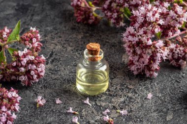 Gri bir arka planda taze çiçek açmış kekik yağı şişesi.