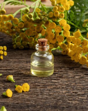 Taze yetişmiş bir yağ şişesi veya Tanasetum vulgare bitkisi.