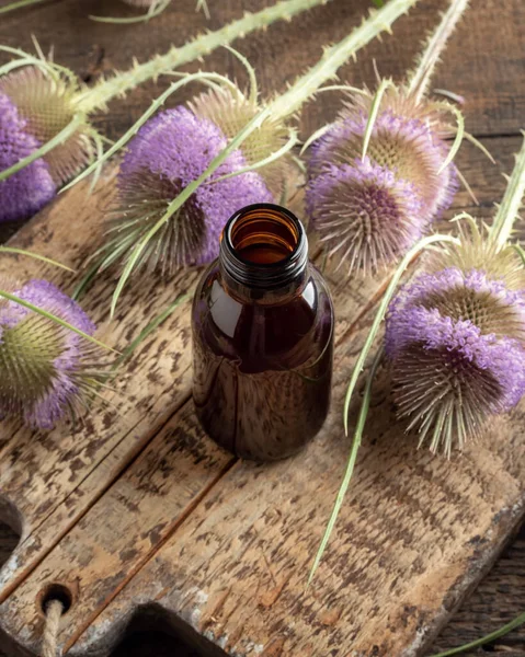 A bottle of herbal tincture with wild teasel flowers