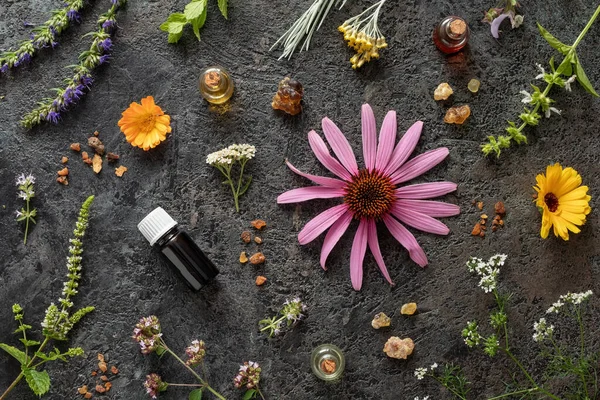 Garrafas Óleo Essencial Com Incenso Hissopo Orégano Florescente Equinácea Outras — Fotografia de Stock