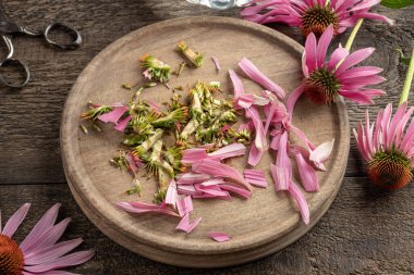 Taze ekinezya çiçeklerinden elde edilen bitkisel tentürlerin hazırlanması bitkiyi keser.