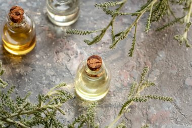 Santolina chamaecyparissus dallı bir şişe gerekli yağ.