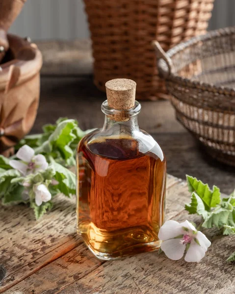 Une Bouteille Teinture Racine Guimauve Plante Fraîche Althaea Officinalis — Photo