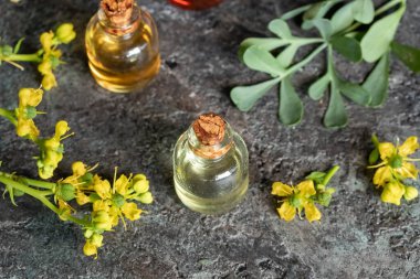 Çiçek açan bir şişe temel yağ mı yoksa Ruta 'nın mezar kazdığı dallar mı?