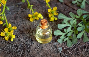 Şeffaf bir yağ şişesi ve taze bir harabe ya da Ruta çiçekleri mezardan çıkarır.