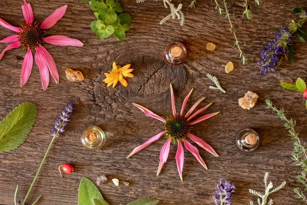 Garrafas Óleo Essencial Com Incenso Lavanda Hissopo Equinácea Outras Ervas — Fotografia de Stock