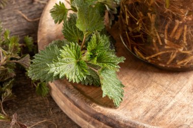 Alkol ve Urtica dioica köklerinden hazırlanmış bir tentür şişesinin yanında ısırgan otu var.