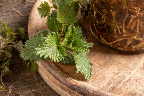 Planta Ortiga Junto Una Botella Tintura Preparada Partir Alcohol Raíces — Foto de Stock