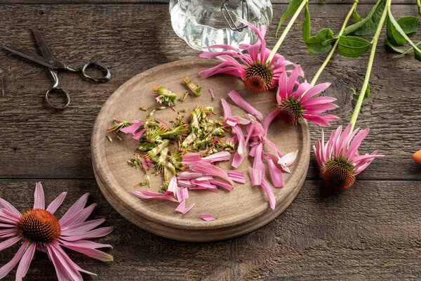 Cut up echinacea flower - preparation of homemade herbal tincture