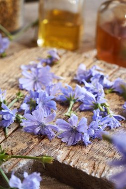 Taze hindiba çiçeklerinden ev yapımı bitkisel tentürlerin hazırlanması