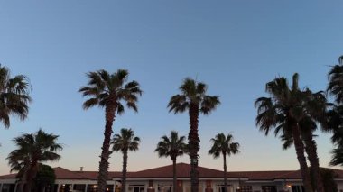 Palm trees silhouette at dusk above villa rooftops with clear evening sky