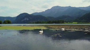 Calm lake view with two swans and mountain backdrop