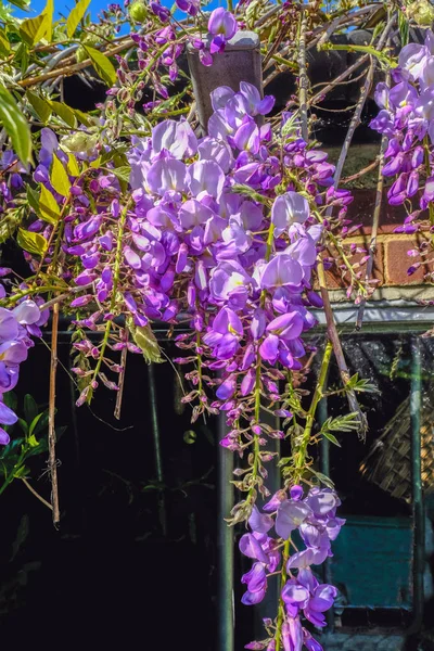 Весняний Постріл Фіолетового Цвітіння Вістерії Крупним Планом Каскад Квітів Вниз — стокове фото