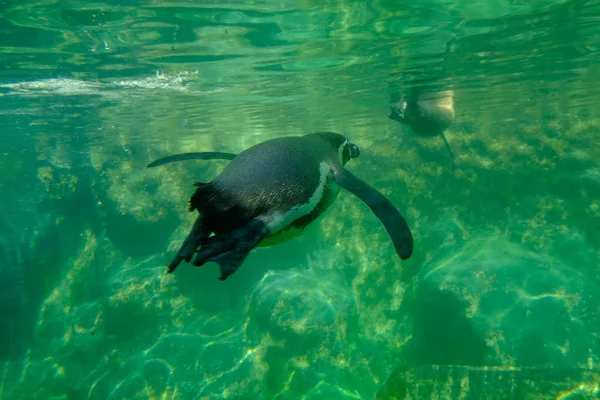Vista Posteriore Pinguino Humboldt Che Nuota Acqua Verde — Foto Stock