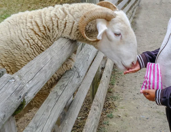 Ram Leunend Het Hek Gevoed Door Een Kind Childs Handen — Stockfoto