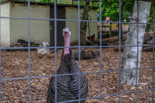 Turkey, alive and behind a metal fence.  Bird is looking straight at the camera