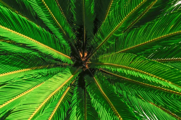 Kijkt Neer Een Groene Palm Plant Toont Mooie Circulaire Patroon — Stockfoto