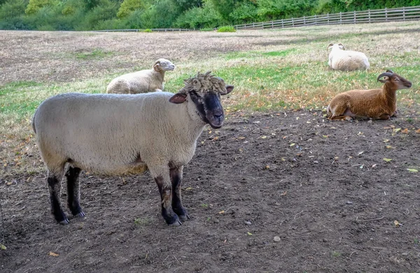 Привабливі Вівці Стоять Полі Виходить Камеру Двоє Баранів Лежать Задньому — стокове фото