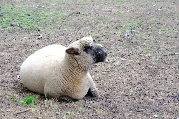 Single Sheep Lying Ground Closeup Shot — Stock Photo, Image