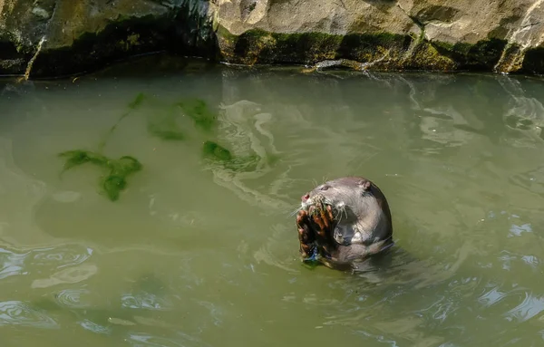 何かを食べて つカワウソの頭 動物は水の中で カワウソの手を示すショット頭 — ストック写真