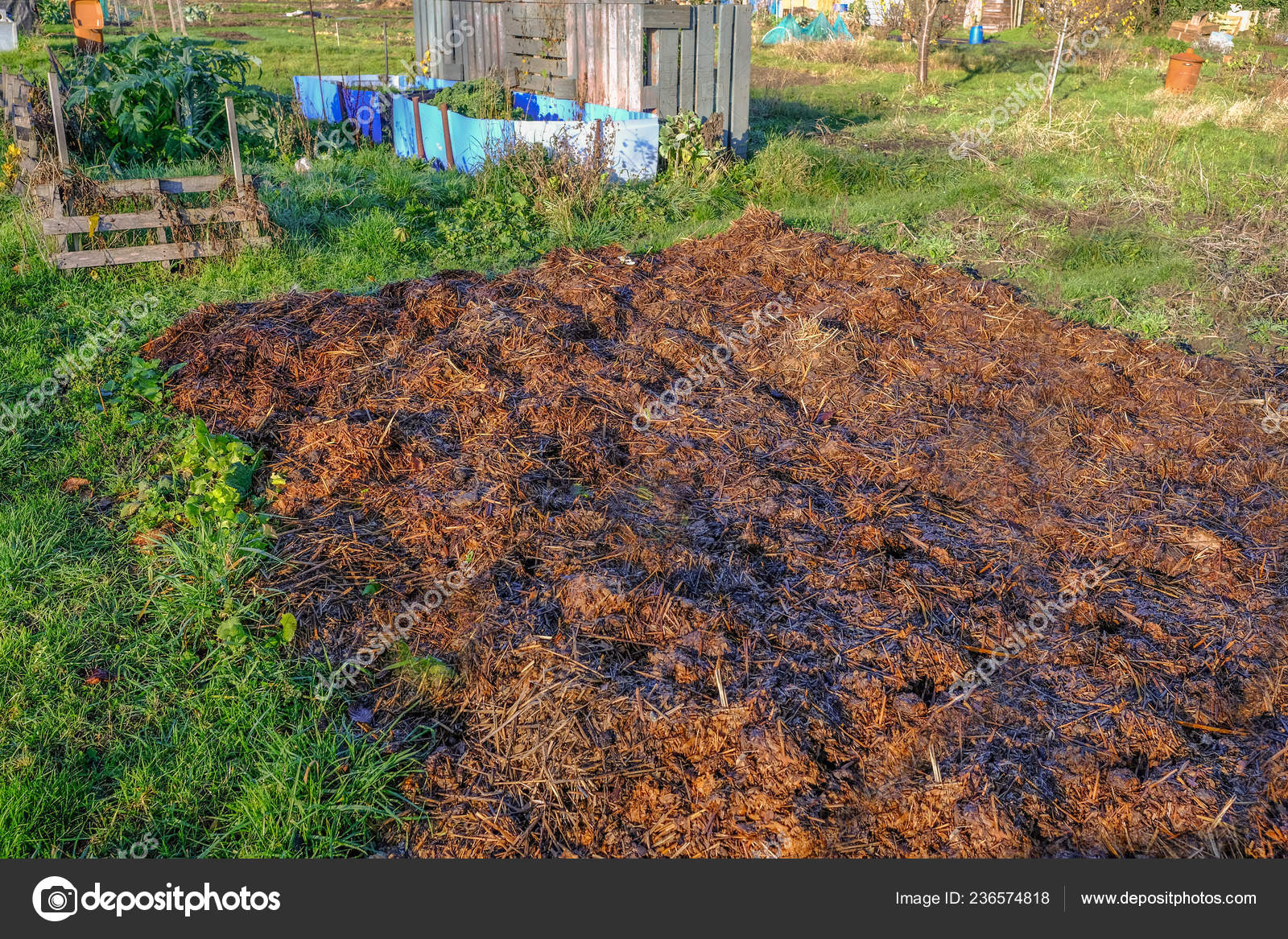 Manure Heap Garden Taken Winter Sunny Morning Manure Surrounded