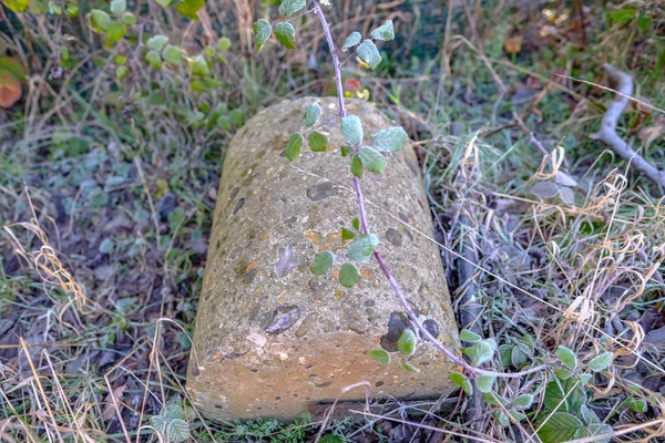 Velho Rolo Jardim Abandonado Feito Concreto Tomado Dia Inverno Gelado — Fotografia de Stock