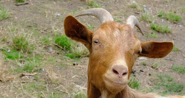 Primer plano de la cabeza de una cabra pelirroja . — Foto de Stock