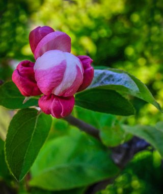 Kiraz çiçeği sıkı tomurcuk closeup.