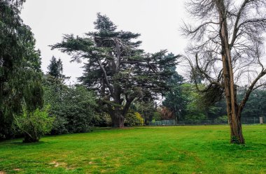 Büyük Sedir Ağacı ilkbaharda İngilizce kırsal ayarlayın.