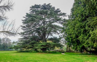 Çim ile kırsal bir ortamda büyük heybetli sedir ağacı