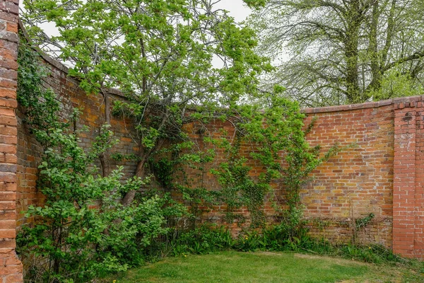 Muro curvo de ladrillo rojo antiguo con árboles y arbustos creciendo besi — Foto de Stock